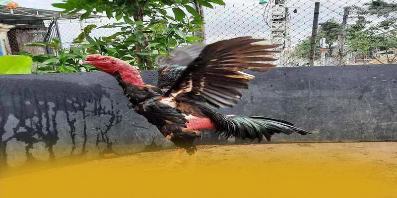 Chương trình thưởng hấp dẫn dành cho thành viên mới và cũ tại BET168